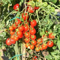 POMODORO CILIEGIA RED BUNCH F1