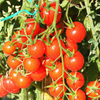 POMODORO CILIEGIA RED BUNCH F1