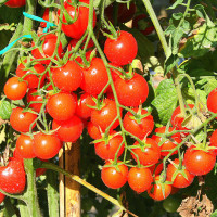 POMODORO CILIEGIA RED BUNCH F1