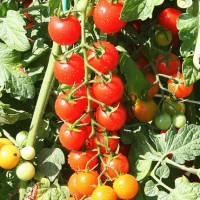 POMODORO CILIEGIA RED BUNCH F1