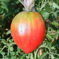 POMODORO CUOR DI BUE