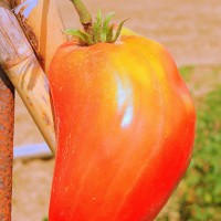 POMODORO CUOR DI BUE