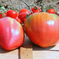 POMODORO CUOR DI BUE