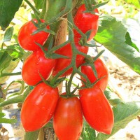 POMODORO GRAN BORGHESE