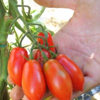 POMODORO GRAN BORGHESE