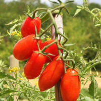 POMODORO GRAN BORGHESE