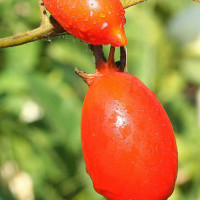 POMODORO GRAN BORGHESE