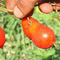 POMODORO GRAN BORGHESE