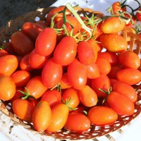 POMODORO GRAN BORGHESE