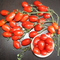 POMODORO DATTERINO F1