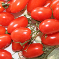 POMODORO DATTERINO F1