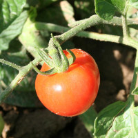 POMODORO FRAGOLINO