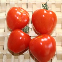 POMODORO FRAGOLINO