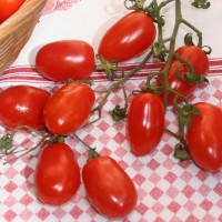 POMODORO FRAGOLINO