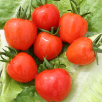 POMODORO FRAGOLINO