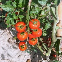 POMODORO FRAGOLINO