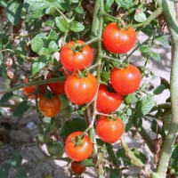 POMODORO FRAGOLINO