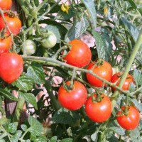 POMODORO FRAGOLINO