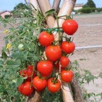 POMODORO FRAGOLINO