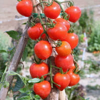 POMODORO FRAGOLINO