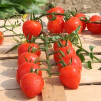 POMODORO FRAGOLINO