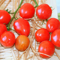 POMODORO FRAGOLINO