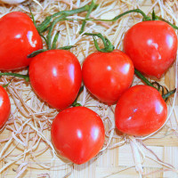 POMODORO FRAGOLINO