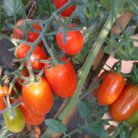 POMODORO DATTERINO F1