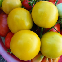 POMODORO GIALLO INVERNALE