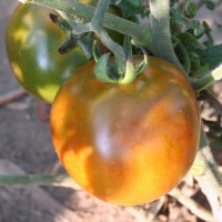 POMODORO NERO DI CRIMEA F1