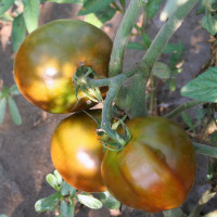 POMODORO NERO DI CRIMEA F1