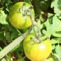 POMODORO GIALLO INVERNALE