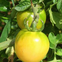 POMODORO GIALLO INVERNALE