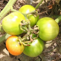 POMODORO GIALLO INVERNALE