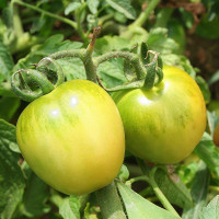 POMODORO GIALLO INVERNALE