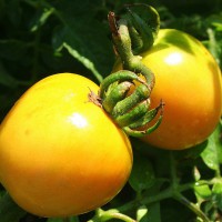 POMODORO GIALLO INVERNALE