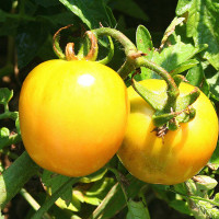 POMODORO GIALLO INVERNALE