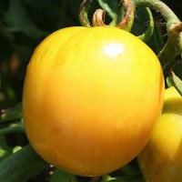 POMODORO GIALLO INVERNALE