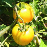 POMODORO GIALLO INVERNALE