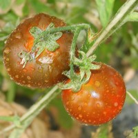 POMODORO NERO DI CRIMEA F1