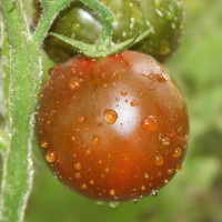 POMODORO NERO DI CRIMEA F1