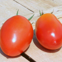 POMODORO KOKO