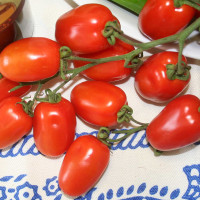 POMODORO PICCADILLY