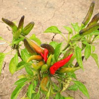 PEPERONCINO FUOCO DELLA PRATERIA