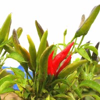 PEPERONCINO FUOCO DELLA PRATERIA