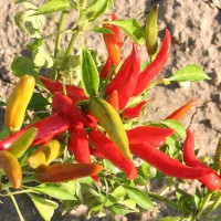 PEPERONCINO FUOCO DELLA PRATERIA