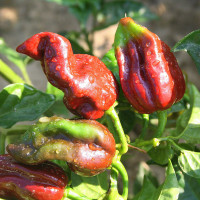 PEPERONCINO HABANERO CHOCOLATE