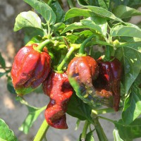 PEPERONCINO HABANERO CHOCOLATE