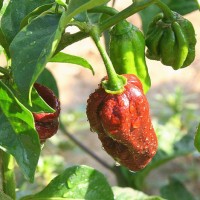 PEPERONCINO HABANERO CHOCOLATE