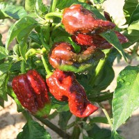 PEPERONCINO HABANERO CHOCOLATE